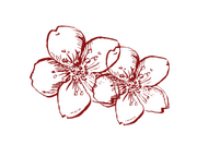 Cherry Blossom